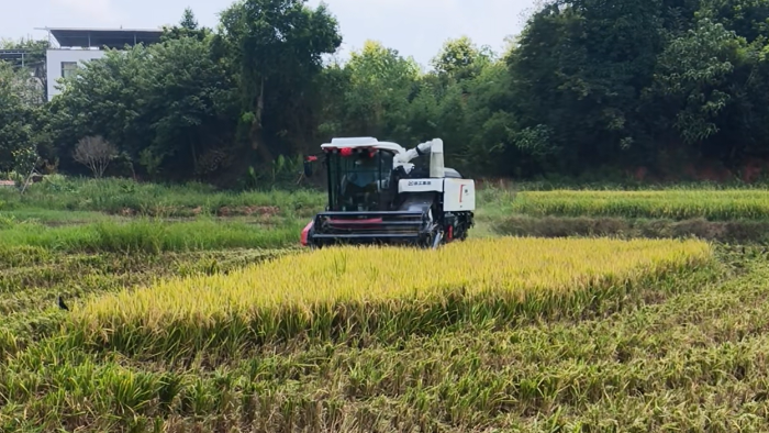XR720跨區(qū)水稻機(jī)，高效作業(yè)促豐收