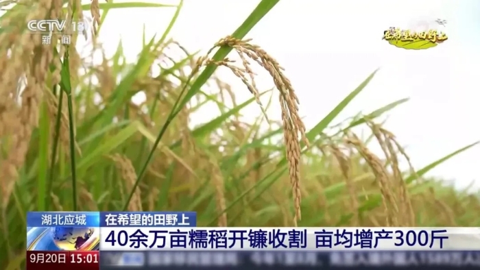 央視聚焦！徐工這臺(tái)“收稻神器”刷屏湖北田野